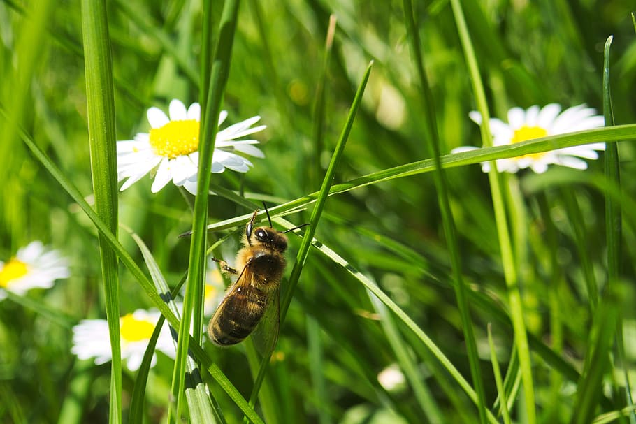 macro, zoom, flower, daisy, grass, nature, wasp, insect, bug HD wallpaper