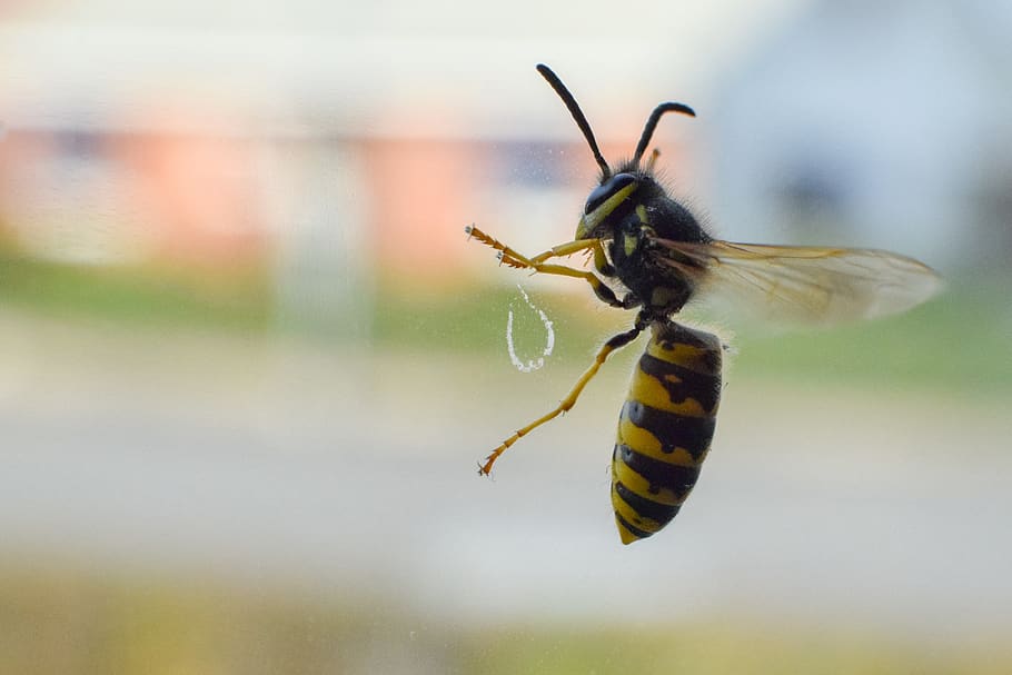 wasp, insect, trapped, invertebrate, animal themes, animal wildlife HD wallpaper