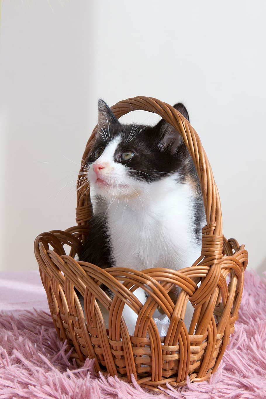 kitten, pets, animals, cat, cute, little, home, one animal HD wallpaper