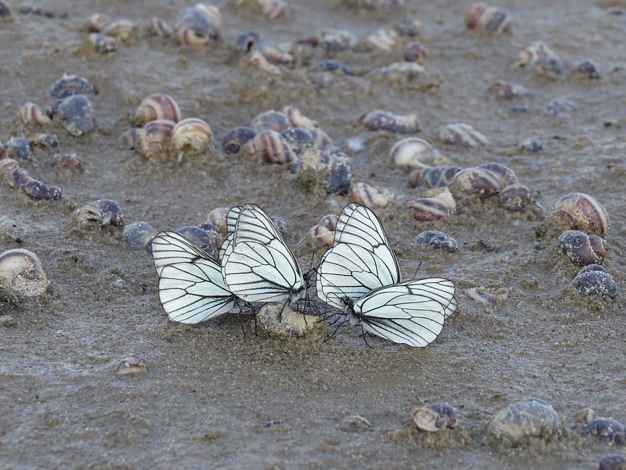 butterfly, white, sand, beach, insect, summer, wings, colorful HD wallpaper