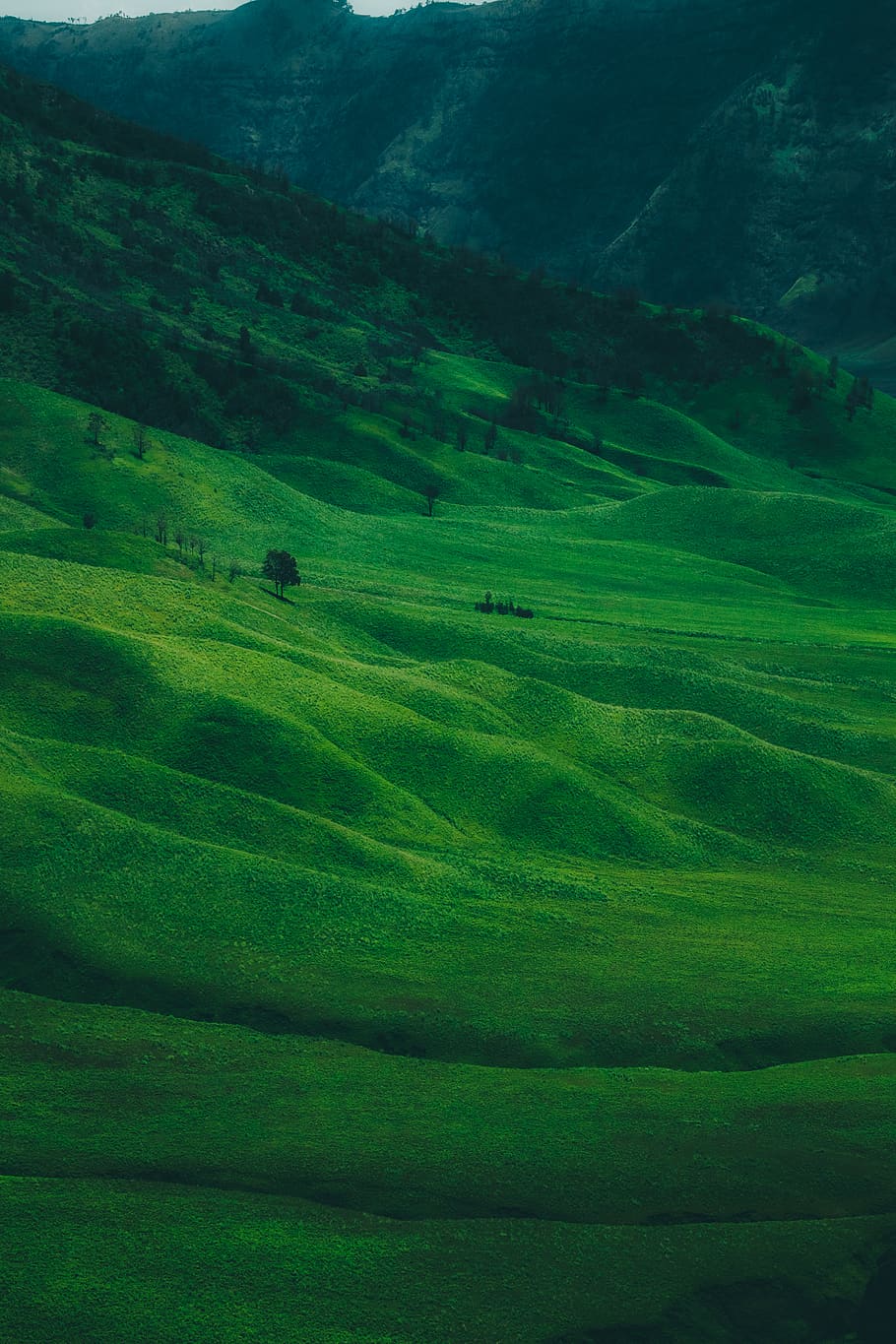 green grass field, green color, scenics - nature, landscape, tranquil scene HD wallpaper