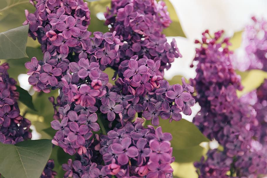 bright, open, petal, bloom, blossom, nature, spring, leafe HD wallpaper