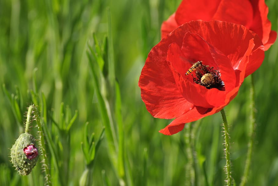 poppy, flower, spring, hoverfly, insect, red, flowering plant HD wallpaper