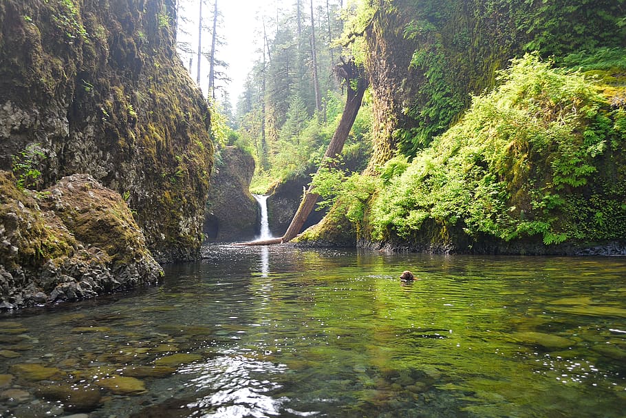 Tree swim