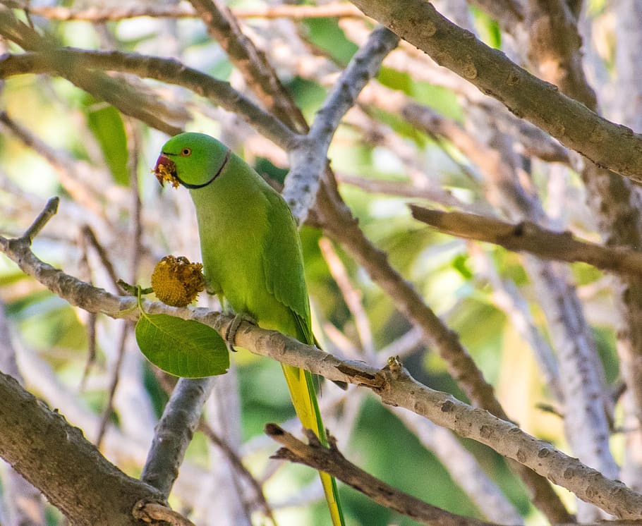 parrot, bird, tree, animal themes, vertebrate, branch, animal wildlife HD wallpaper