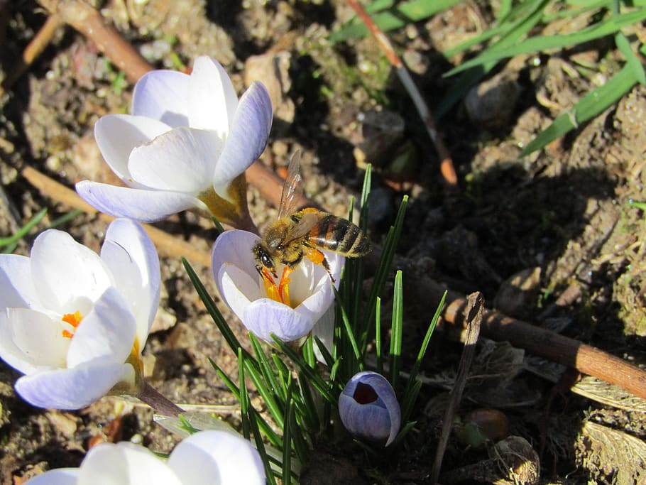 bee, pollens, spring, flowers, plant, flowering plant, nature, HD wallpaper