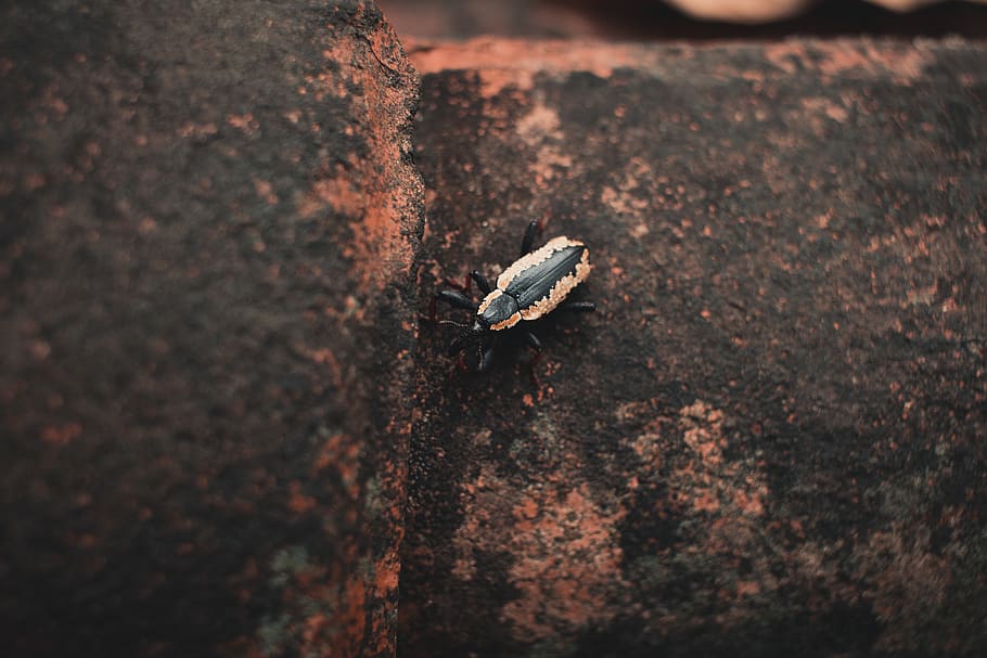 Black And Brown Bug On Surface, beetle, insect, little, close-up HD wallpaper