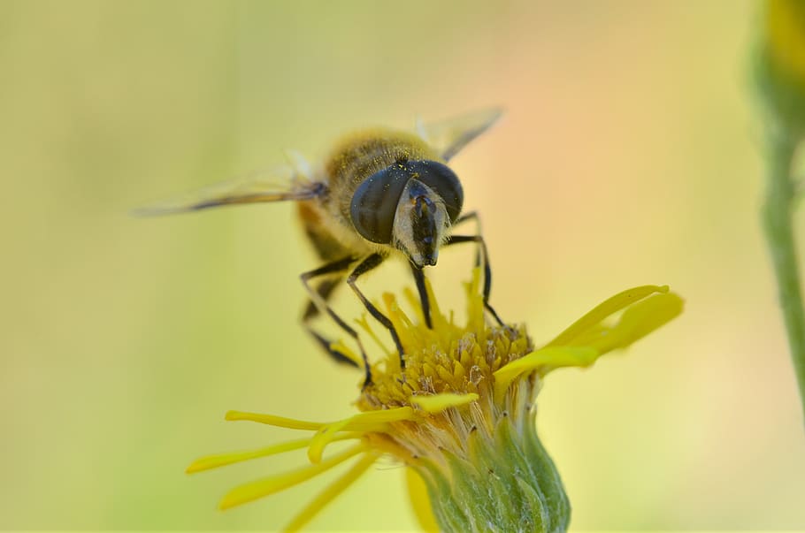 Shallow Focus Photography of Yellow Bee on Flower, insect, taking nectar HD wallpaper
