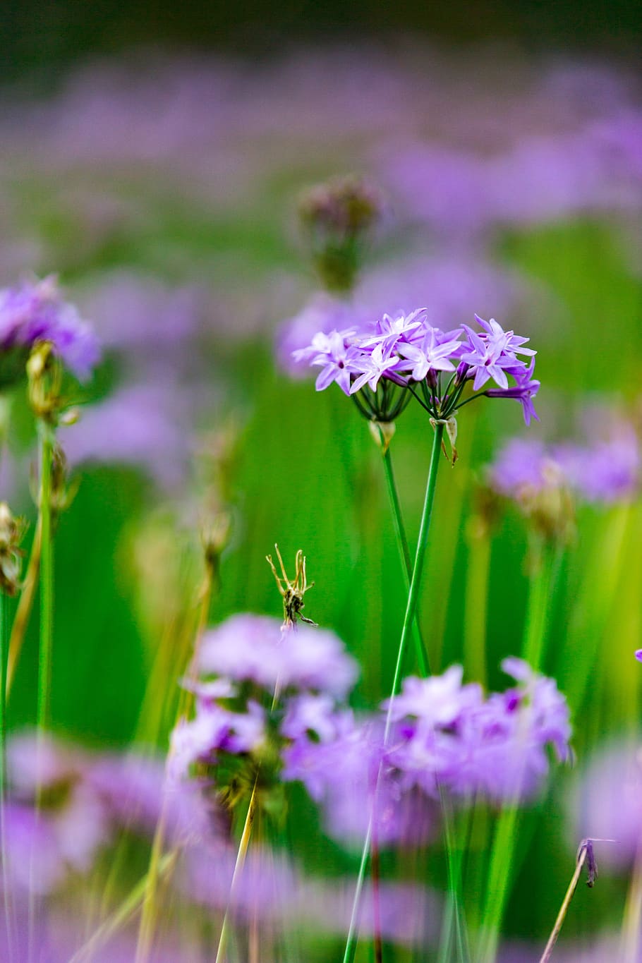 nature, green, leaf, blossom, flowers, plant, summer, spring HD wallpaper