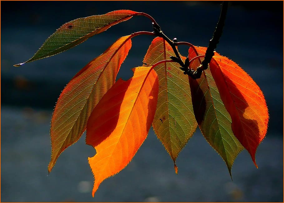 nature, color, leave, leaf, plant, colorful, plant part, close-up HD wallpaper