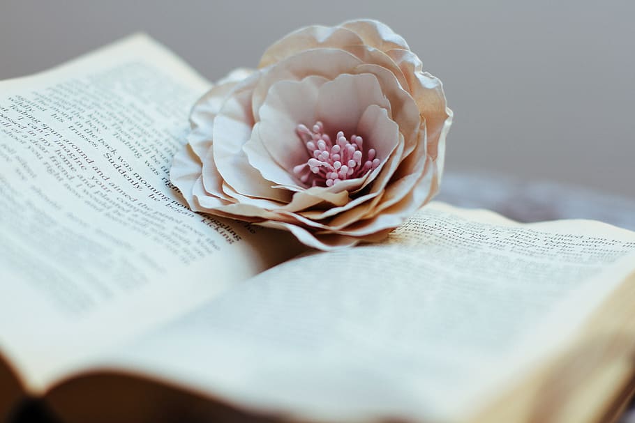 flower, reading, home, book, flowering plant, publication, close-up HD wallpaper