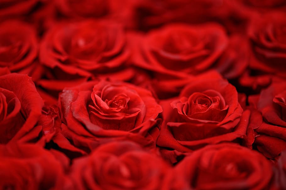 red rose in bloom, rose - flower, flowering plant, petal, beauty in nature HD wallpaper