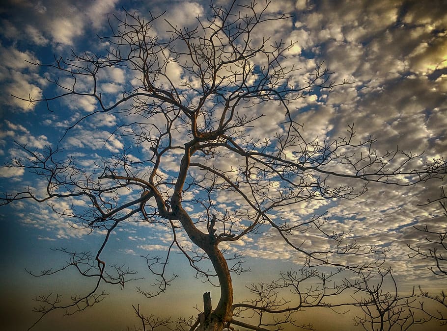 tree, clouds, branch, sky, cloud - sky, plant, no people, nature HD wallpaper