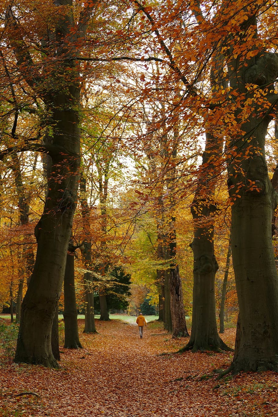 autumn, forest, trees, leaves, fall colors, walker, hiking HD wallpaper