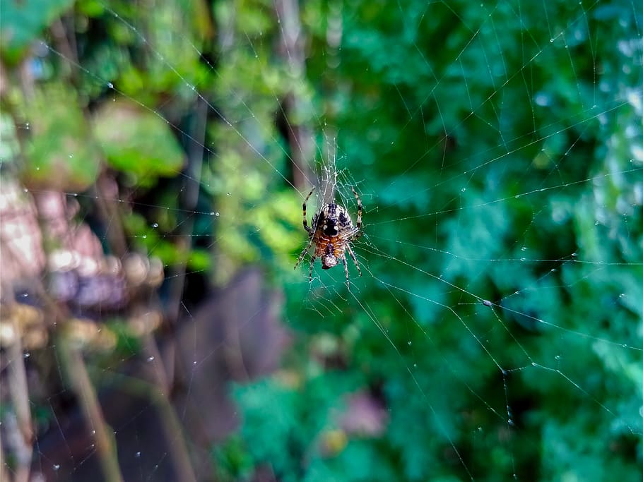spider, spider web, green, wild spider, wallpaper, shotononeplus HD wallpaper