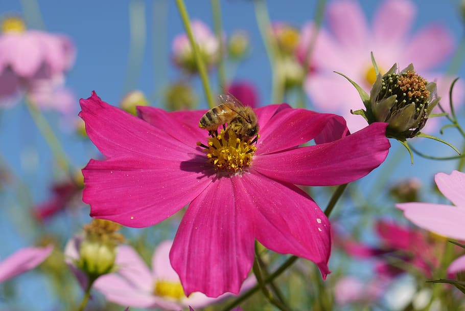 flowering plant, petal, beauty in nature, freshness, animal themes HD wallpaper