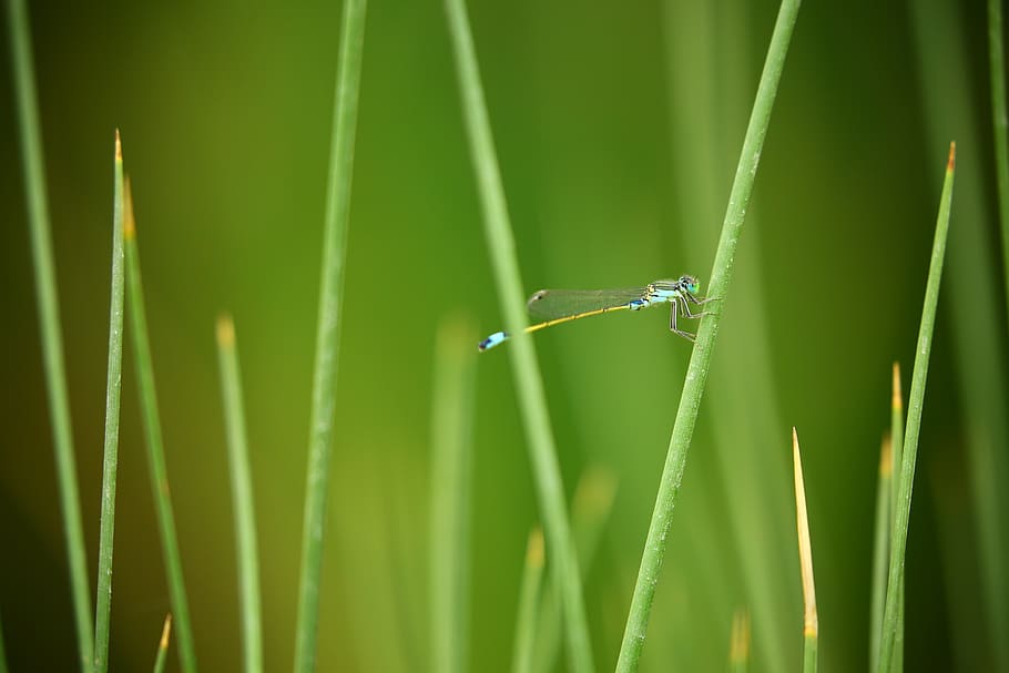 Green Dragonfly, grass, insect, meadow, green color, animal themes HD wallpaper