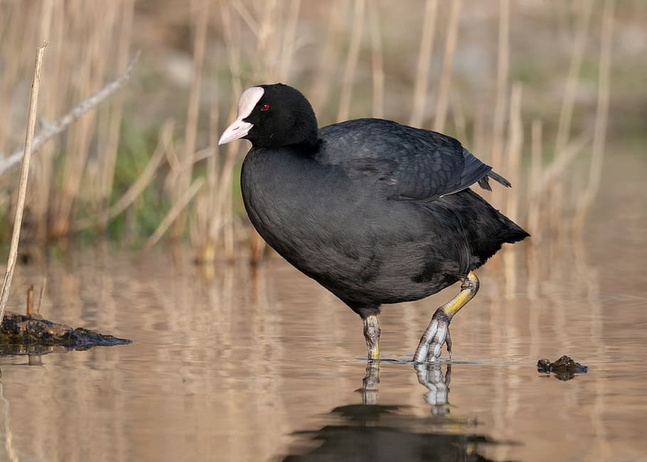coot, water bird, nature, feather, swim, bill, pond, waters