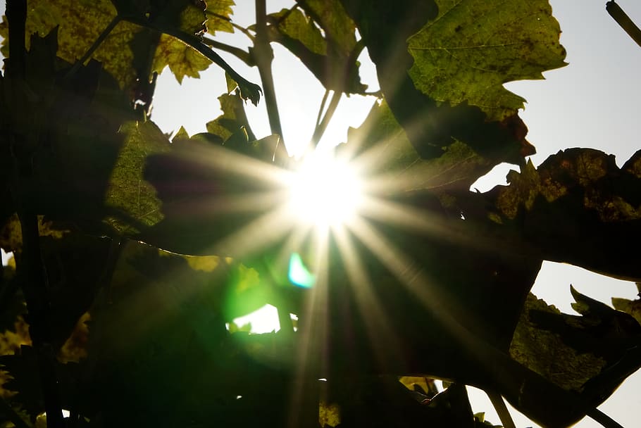 sun, backlighting, leaves, dazzling star, vines, vineyards HD wallpaper
