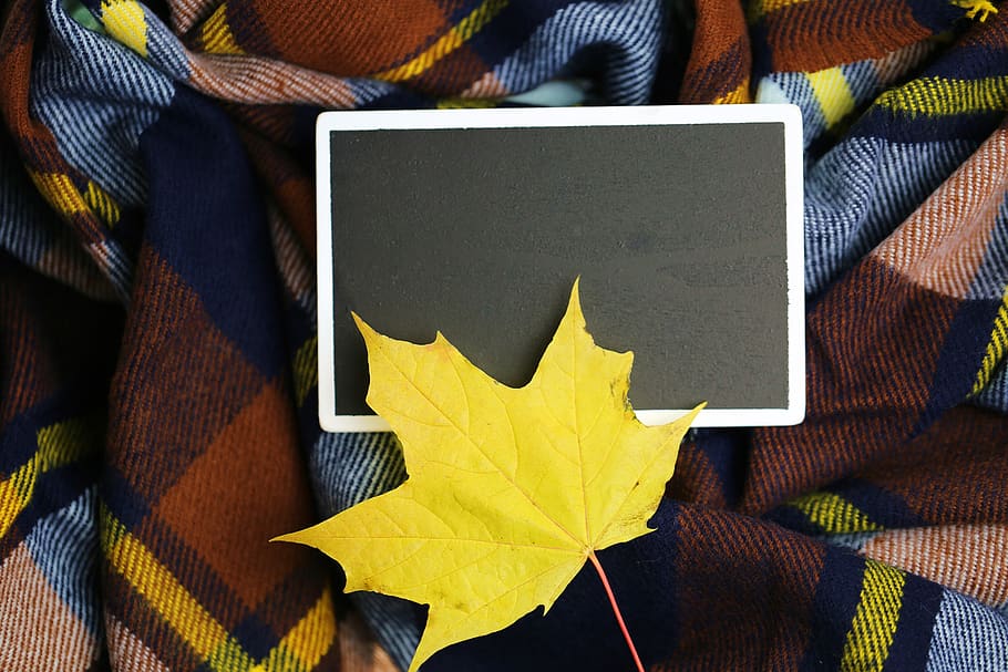 autumn, sheet, maple, scarf, cellular, mocap, the form, place HD wallpaper