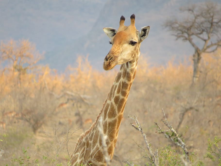 giraffe on safari, mammal, wildlife, animal, south africa, kruger park HD wallpaper