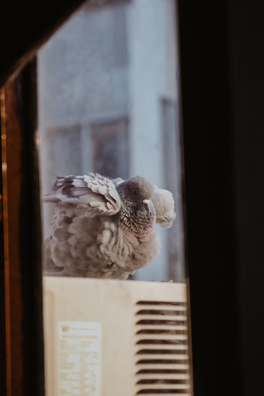 gray bird photo, window, animal, animal themes, one animal, vertebrate HD wallpaper