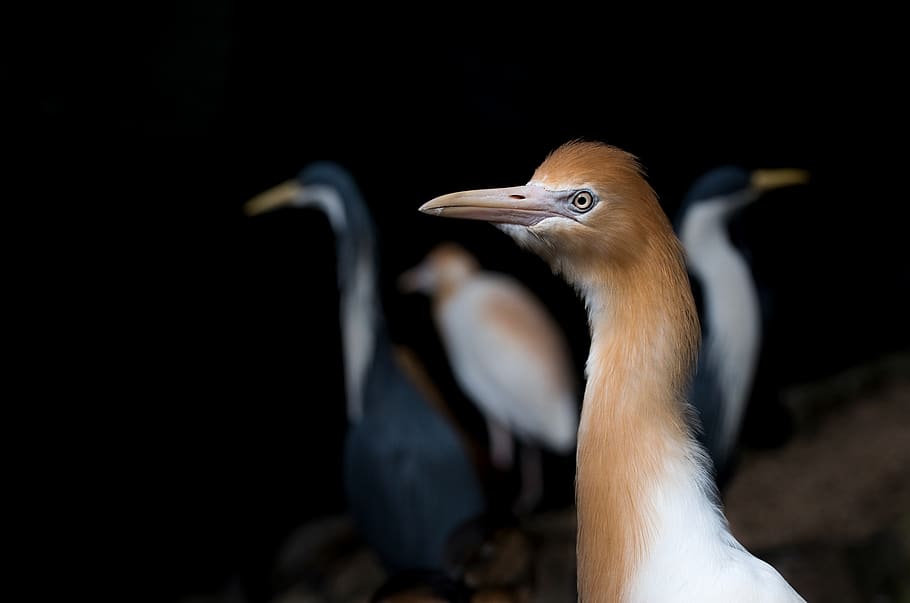 brown bird, animal themes, vertebrate, animal wildlife, animals in the wild HD wallpaper