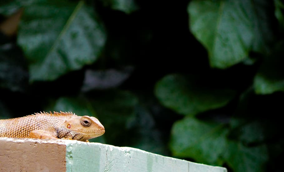 monitoring lizard, reptile, animal, iguana, gecko, wildlife, green lizard HD wallpaper