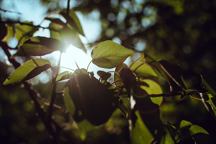 plants, green, garden, tree, leaves, sunshine, leaf, plant part HD wallpaper