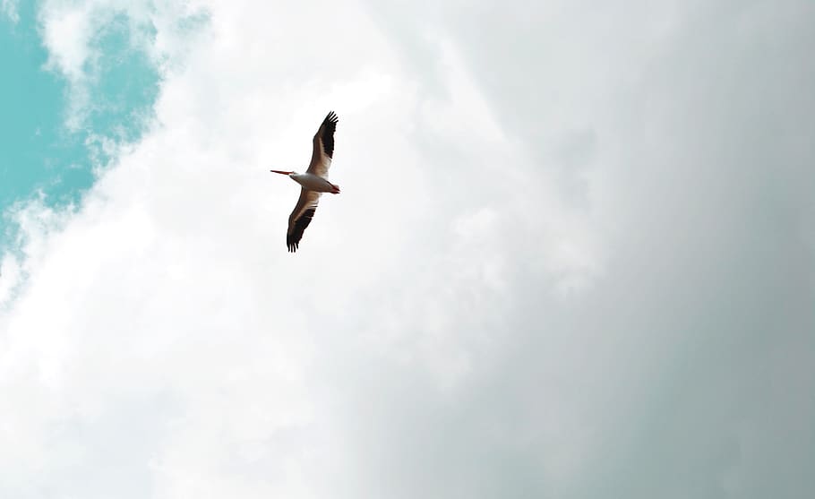 mexico, ciudad guzmán, clouds, fly, dom, wideopen, sky, bluesky HD wallpaper
