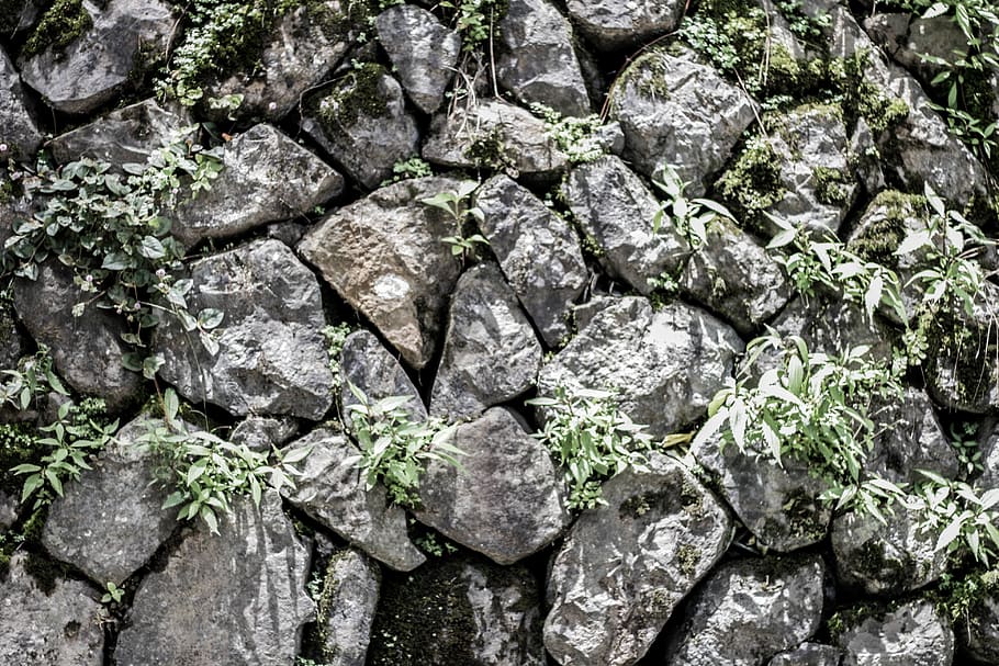 stones, rock, pattern, grass, plants, leaf, full frame, backgrounds HD wallpaper