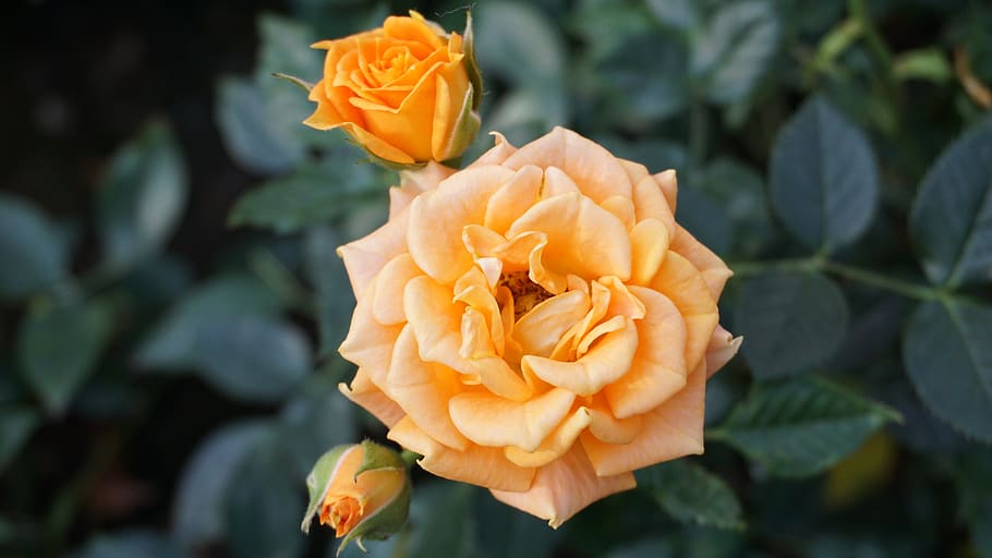 flower, rose, leaf, flora, nature, petal, floral, blooming HD wallpaper