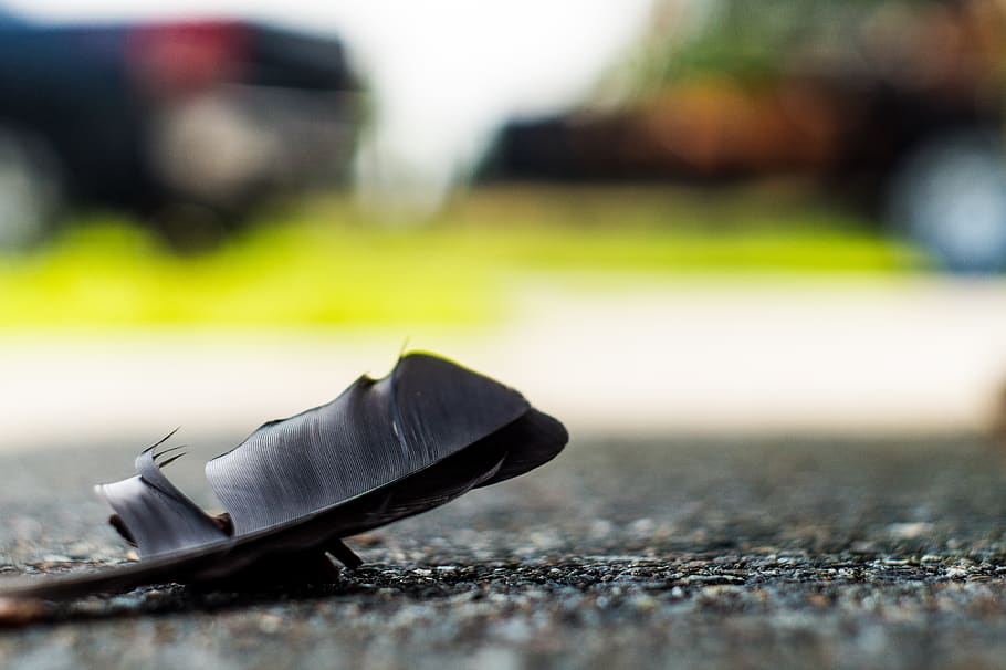 feather, bokeh, 50mm, ground, selective focus, day, close-up HD wallpaper