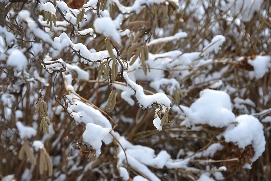 winter, snow, nature, white, cold, wintry, aesthetic, bush HD wallpaper