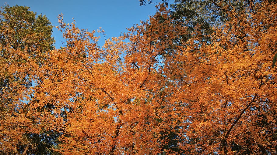 autumn, tree, plant, land, nature, beauty in nature, forest HD wallpaper