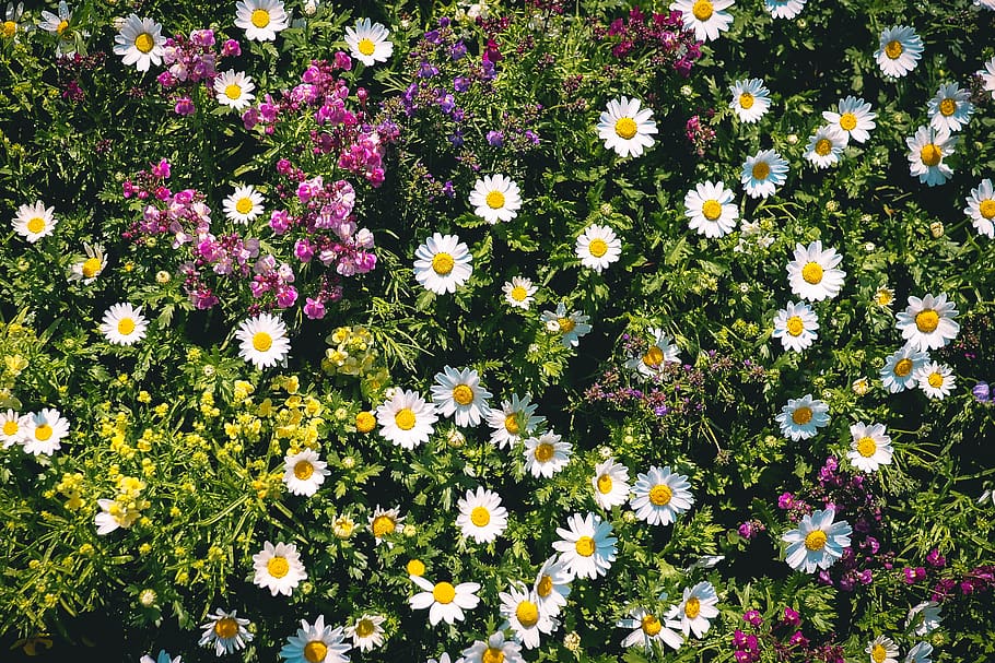 flower, pink, white, grass, nature, flowering plant, freshness HD wallpaper