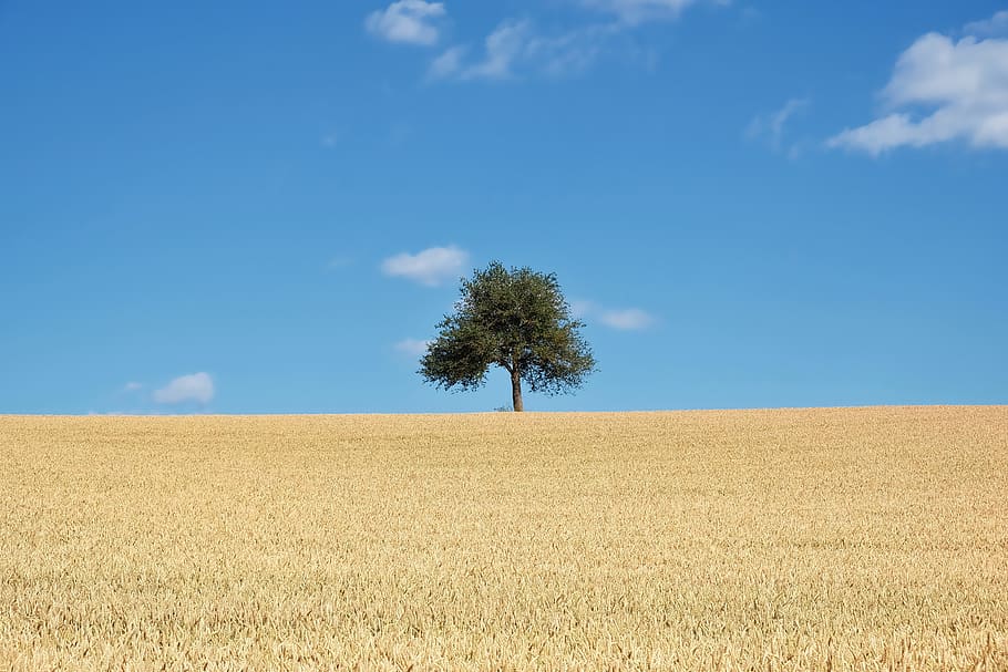 nature, landscape, field, cornfield, summer, sky, tree, individual tree HD wallpaper