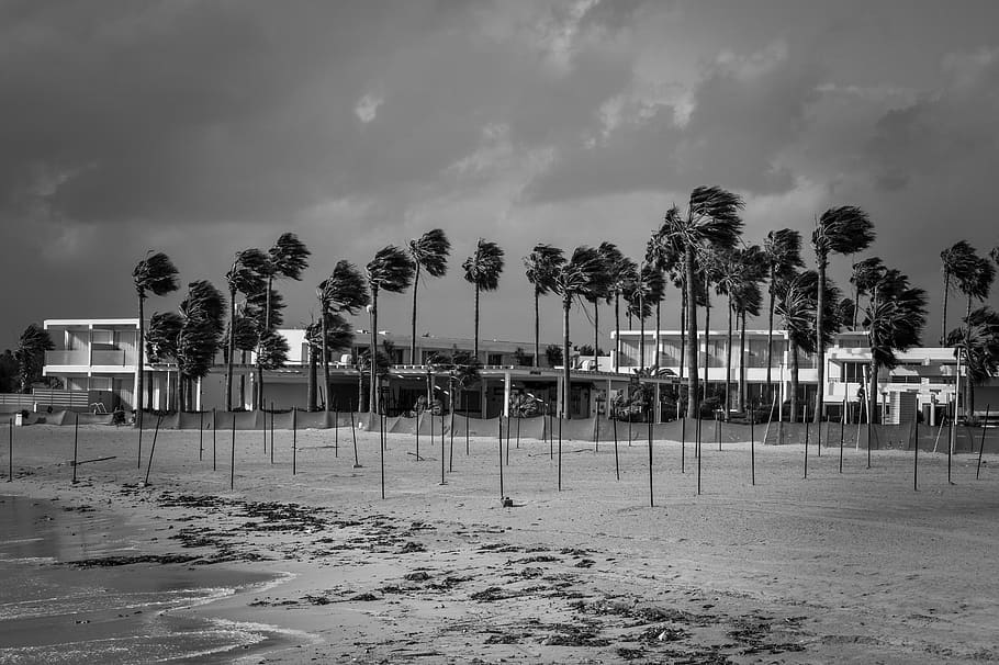 beach, winter, stormy weather, empty, season, scenery, palm trees HD wallpaper