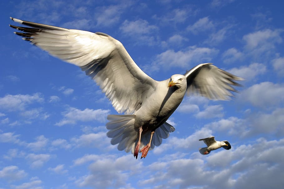seagull, bird, flight, high, sky, wings, flying, spread wings, HD wallpaper
