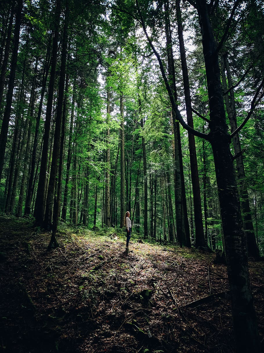 person standing on forest, tree, land, outdoors, nature, vegetation HD wallpaper