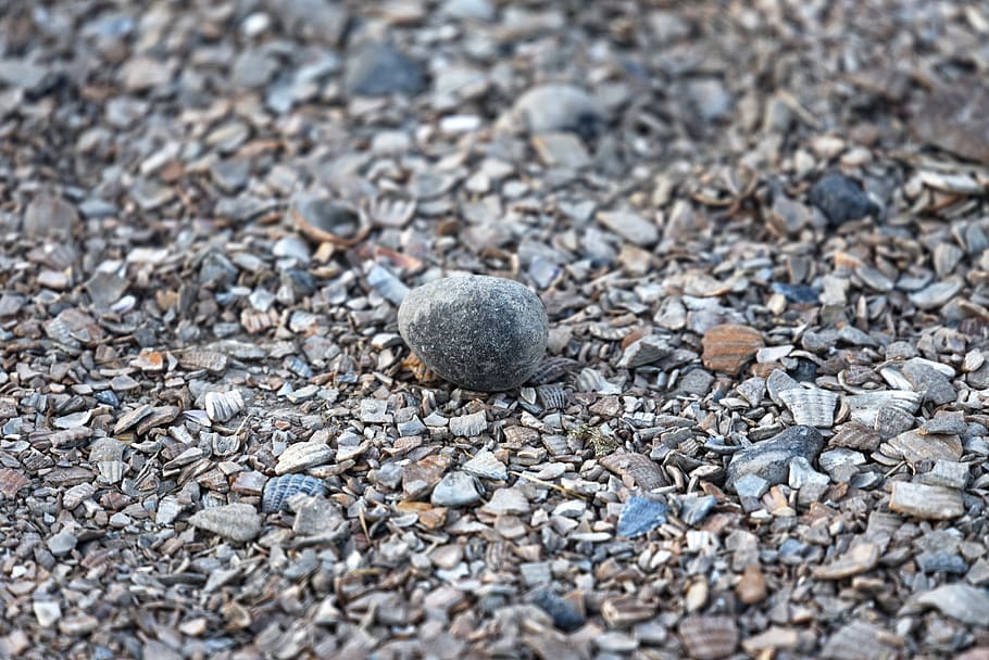pebble, crushed shells, shell gravel, surface, covering, footpath HD wallpaper