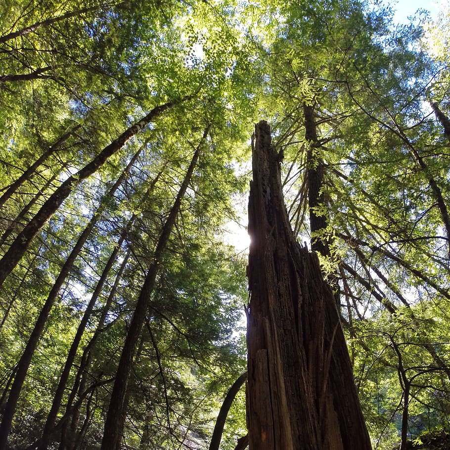 tree, plant, low angle view, forest, tree trunk, growth, land HD wallpaper