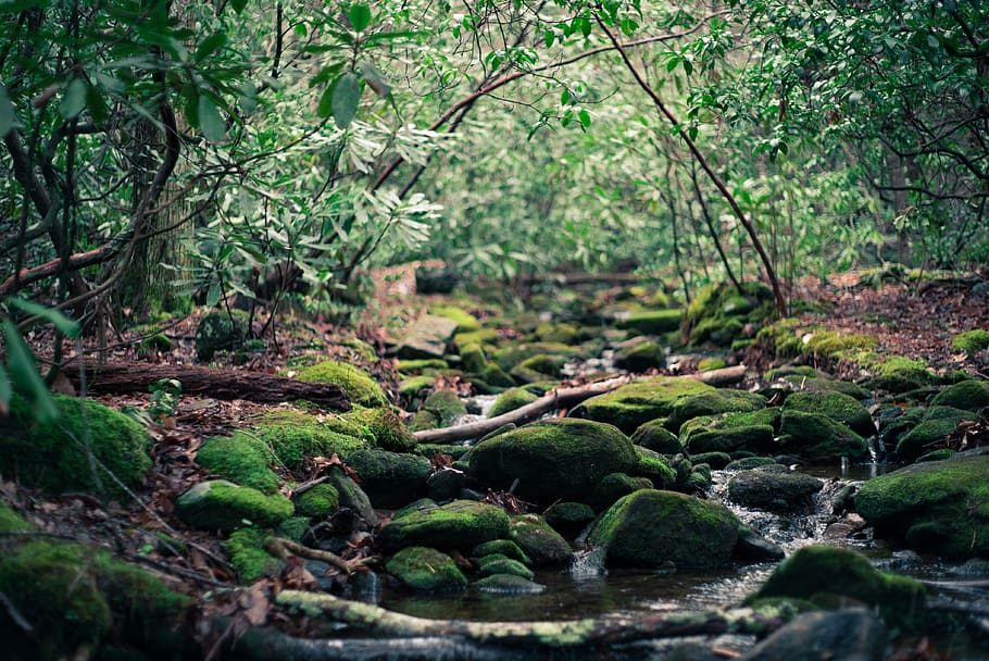 spring water between green trees, plant, growth, forest, nature HD wallpaper