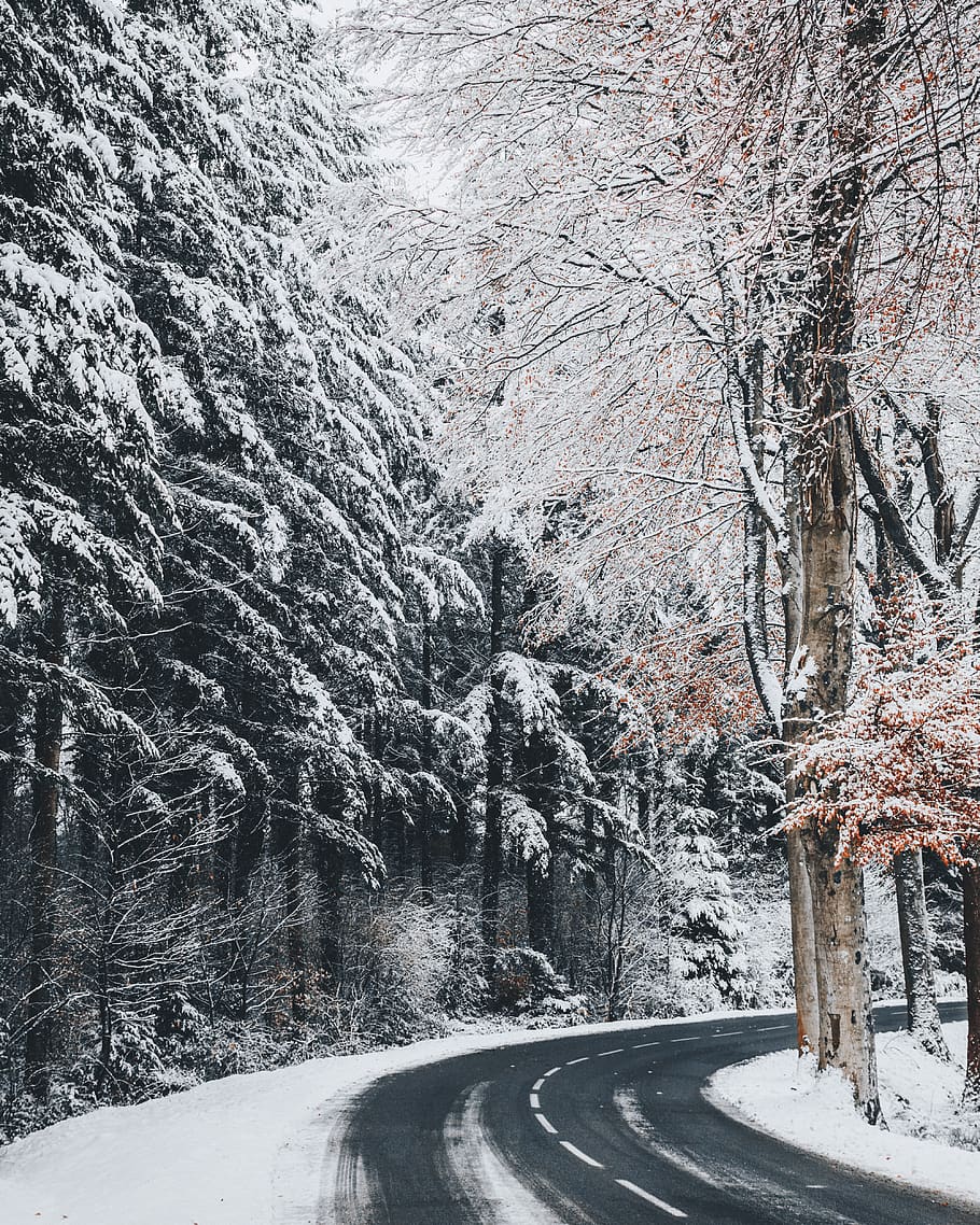 Trees Covered in Snow, cold, daylight, environment, forest, zing HD wallpaper