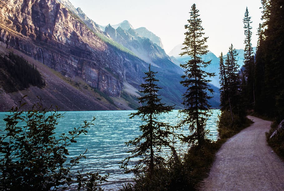 pine, trees, road, mountains, water, blue, beauty in nature HD wallpaper