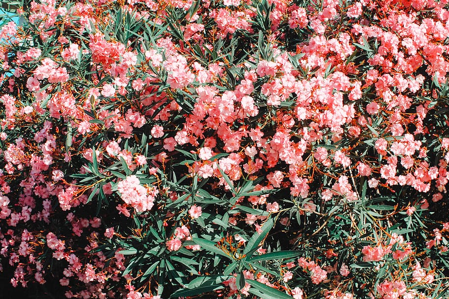 flower, flowers, tree, trees, green, pink, red, flowering plant HD wallpaper