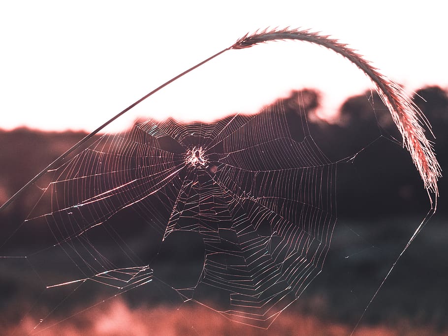 croatia, net, spider, orange, sky, close up, nature, sun, sunset HD wallpaper