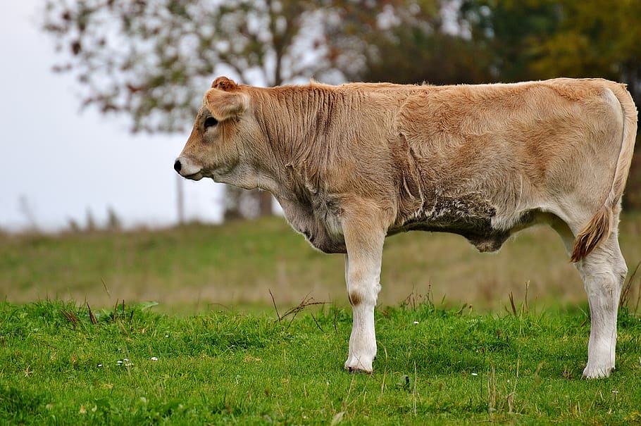 cow, allgäu, beef, pasture, animal, meadow, nature, agriculture HD wallpaper