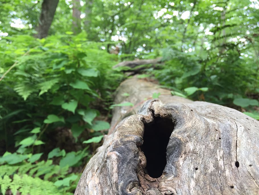 adirondack mountains, plant, tree, focus on foreground, nature HD wallpaper