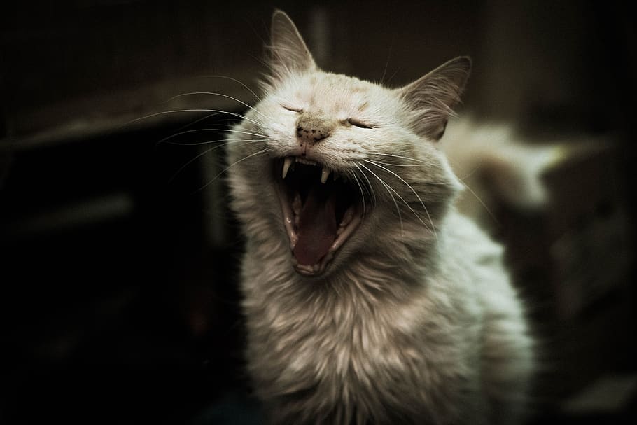 cat, sombras, blanco, despertar, animal themes, mammal, one animal HD wallpaper